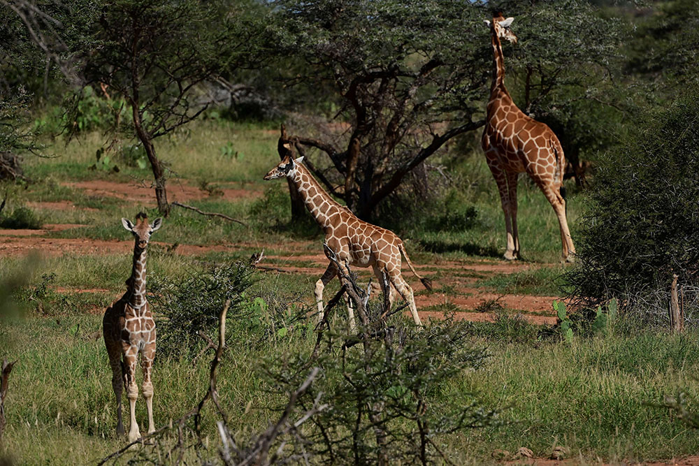 AFP TONY KARUMBA (5)