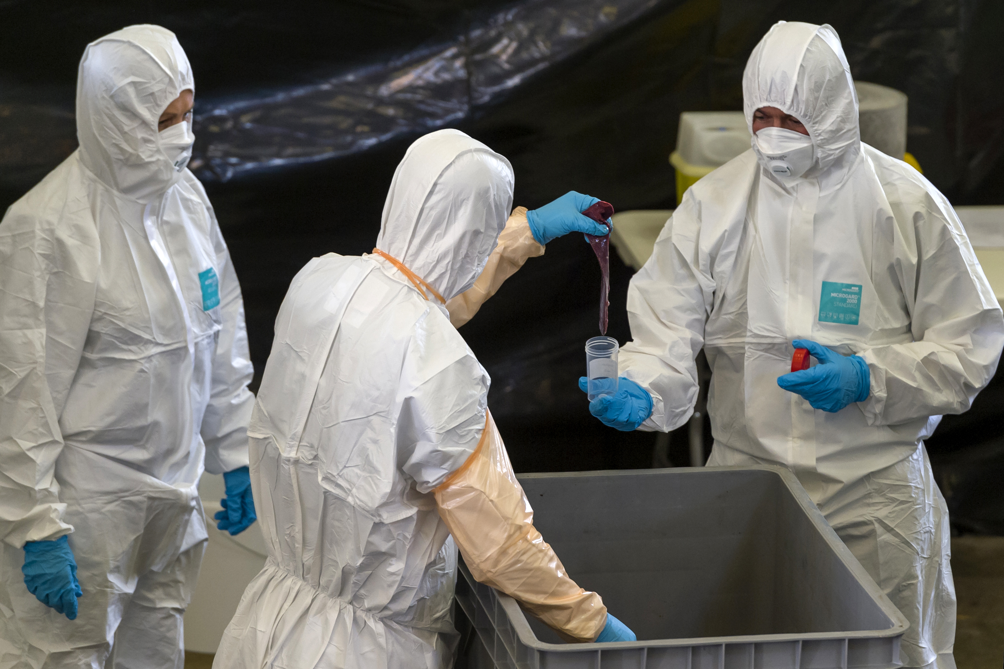 Afrička svinjska kuga