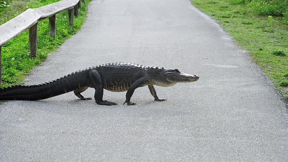 alligator-948660_1280