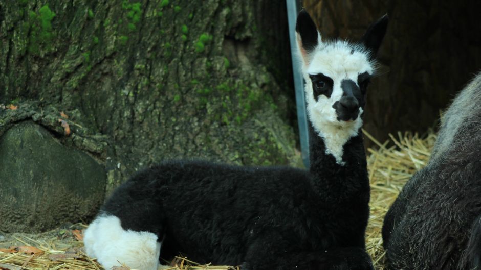 Zoološki vrt grada Zagreba