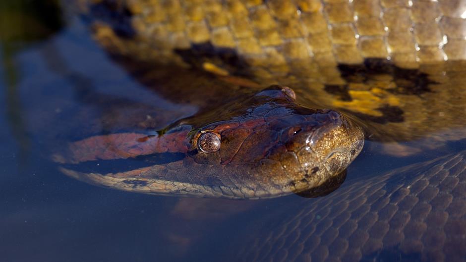 anaconda-1341077_1920