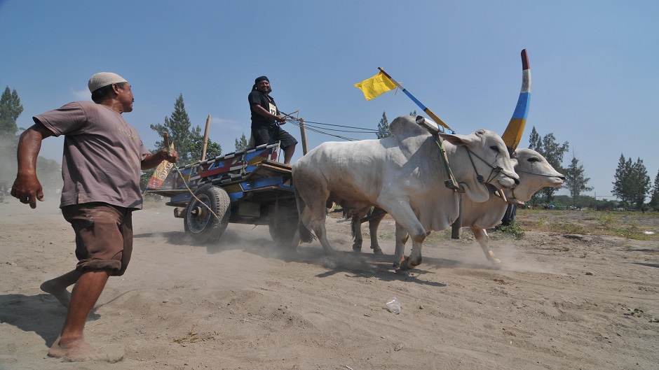 Anadolija, Agoes Rudianto