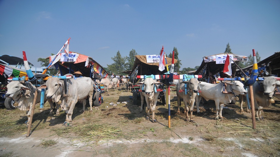 Anadolija, Agoes Rudianto