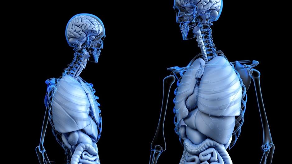 anatomical-2261006_1280