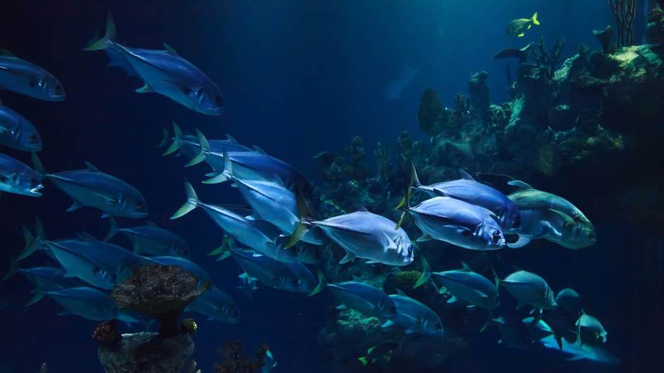 riba, ribe, ocean, more,  ribolov