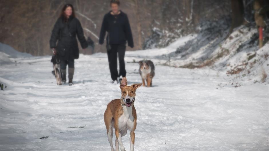 animals-1835214_1280