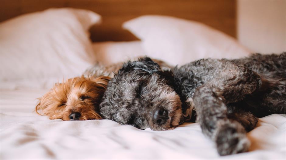 animals-bed-calm-57627