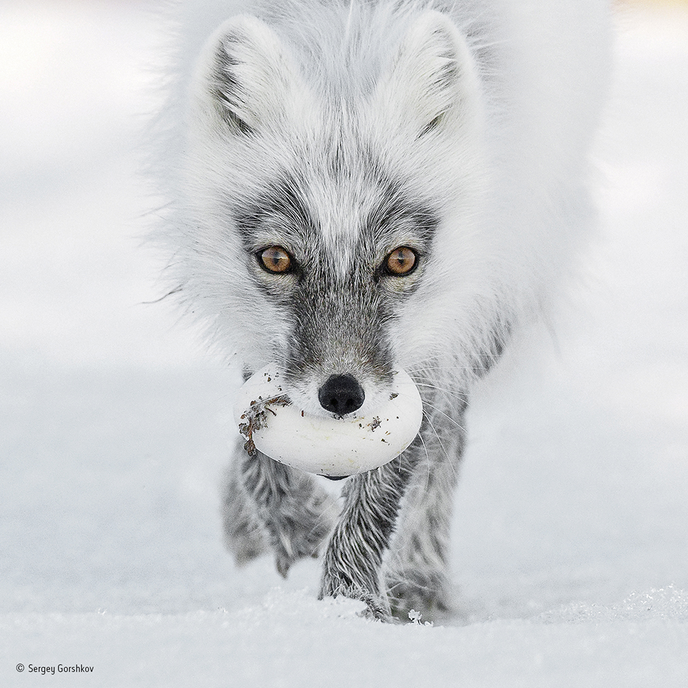 Sergey Gorshkov/Wildlife Photographer of the Year