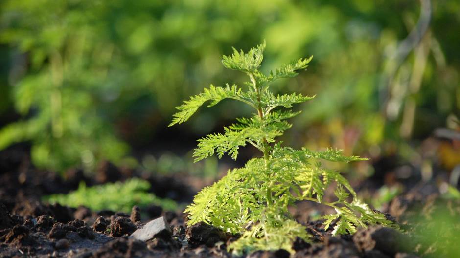 Artemisia-pelin-biljka-