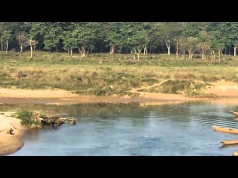 Australija: Napad krokodila na psa