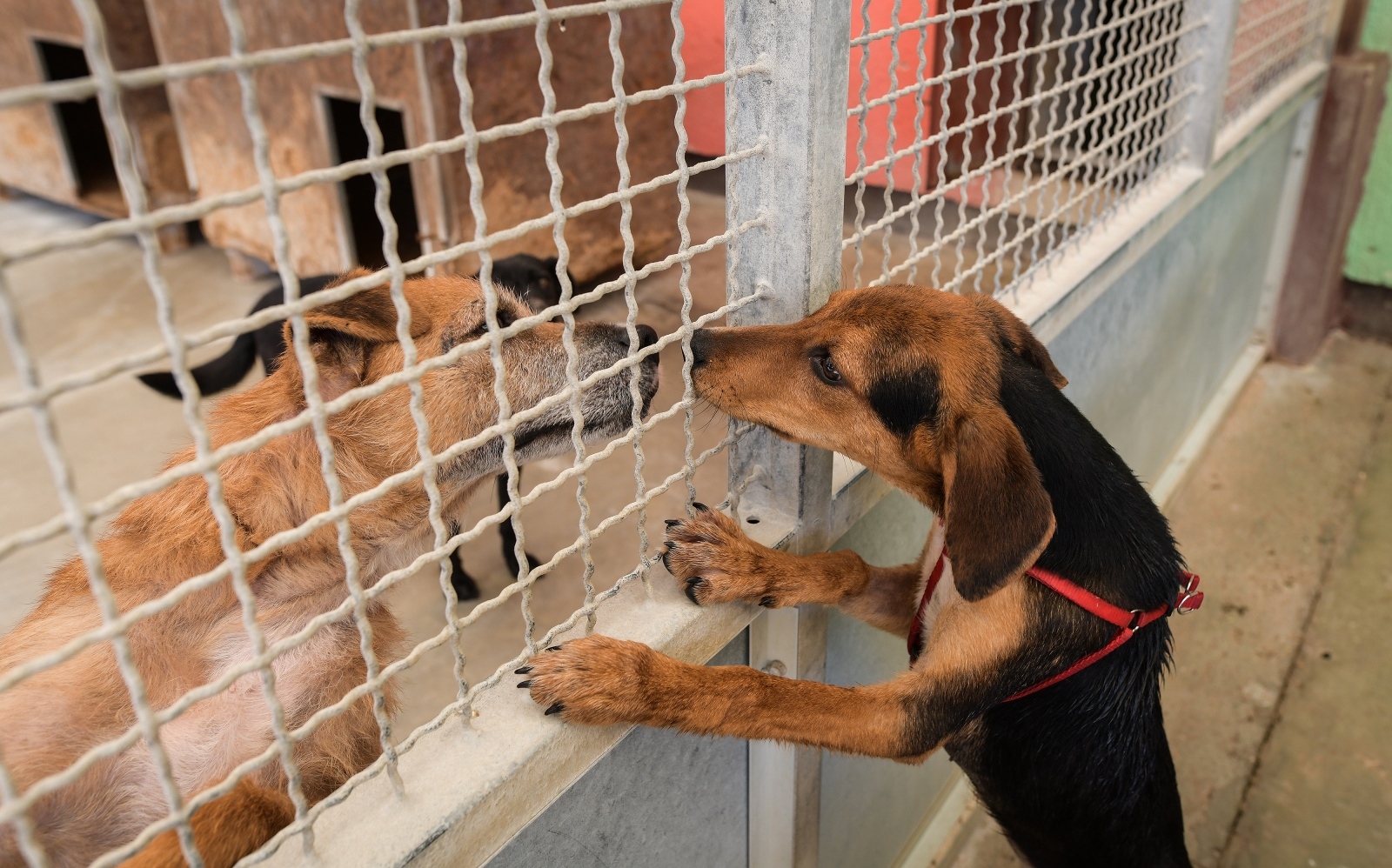 Sandra Simunovic/PIXSELL