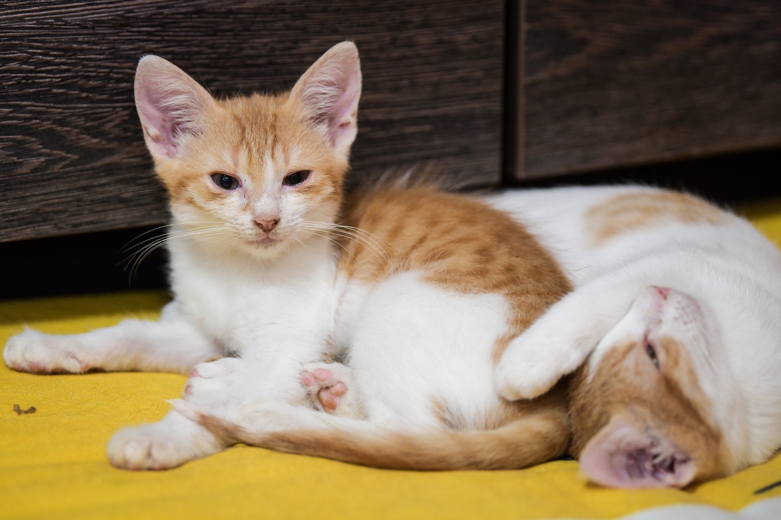 Sandra Simunovic/PIXSELL