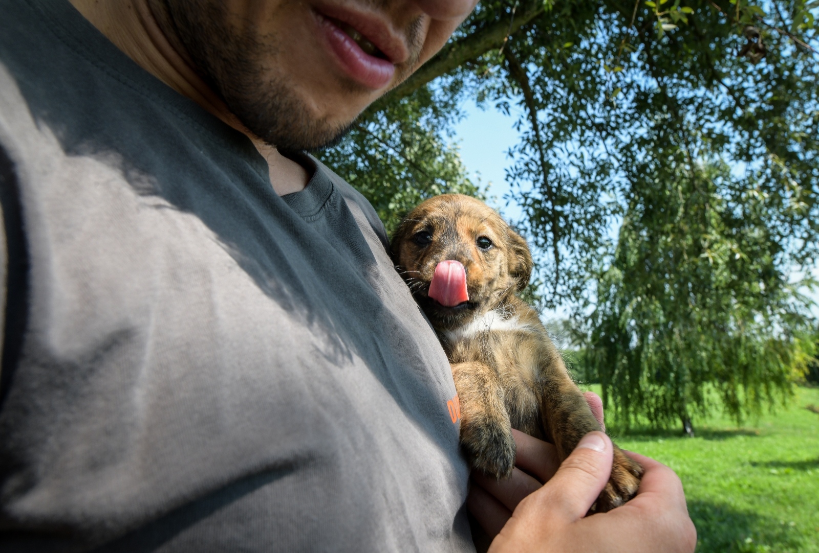 azil dumovec, napuštene životinje