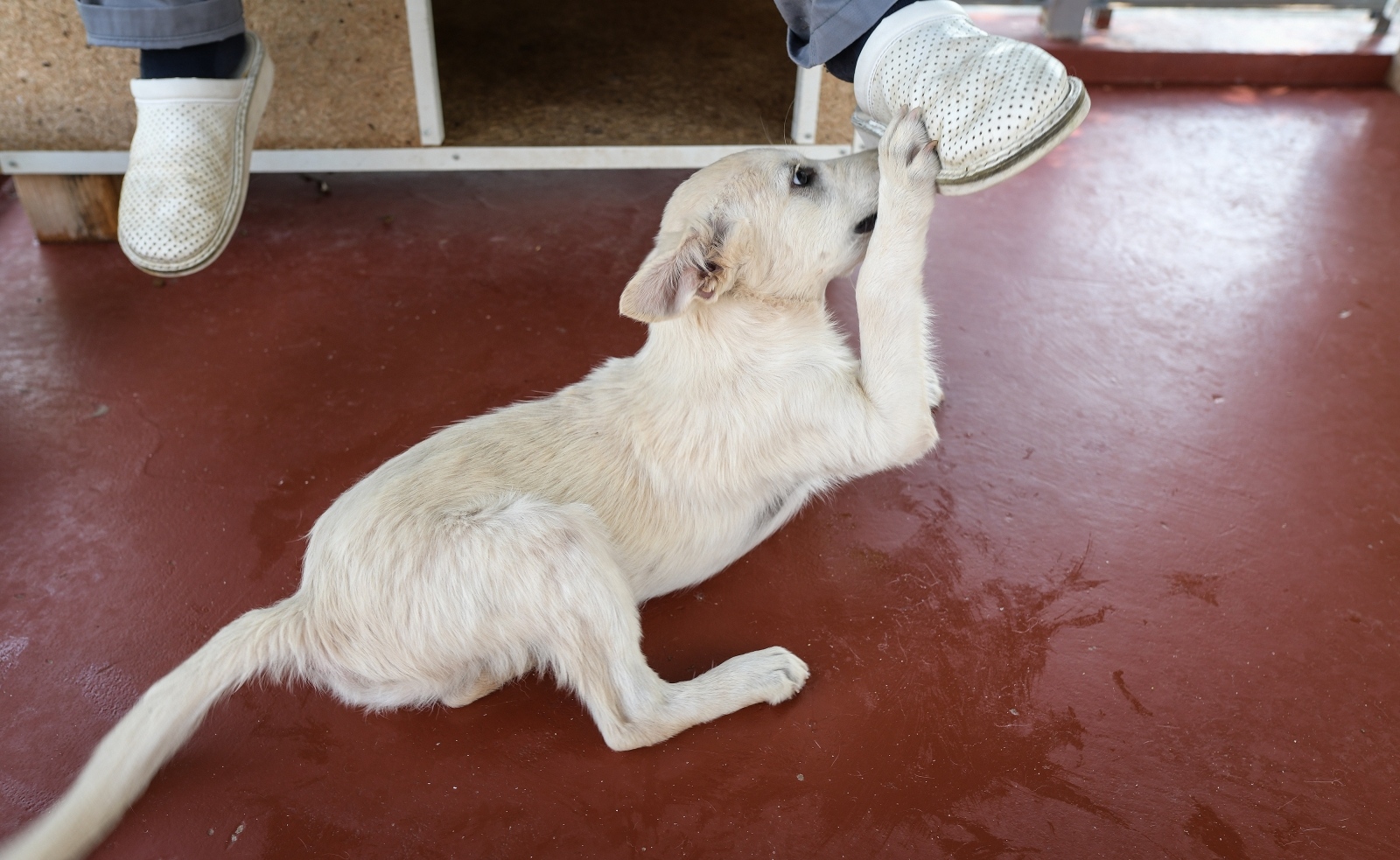 azil dumovec, napuštene životinje