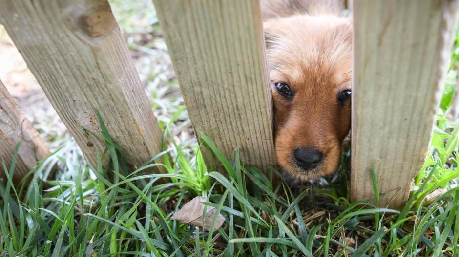 azil dumovec, napuštene životinje