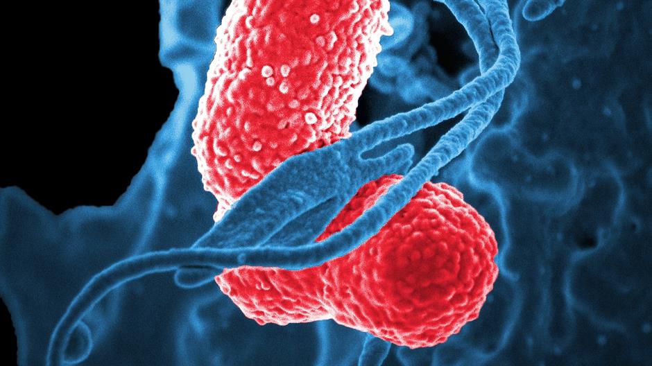 bacteria-811861_1920