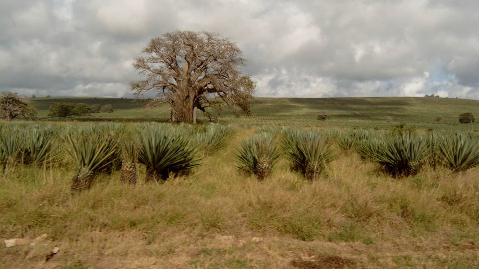 baobab_afrika_morguefile