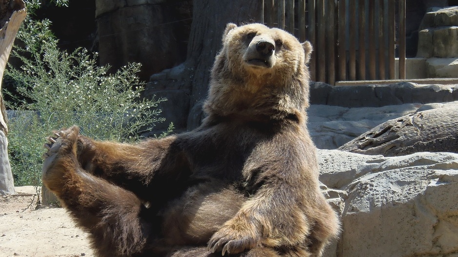 bear-2017935_960_720