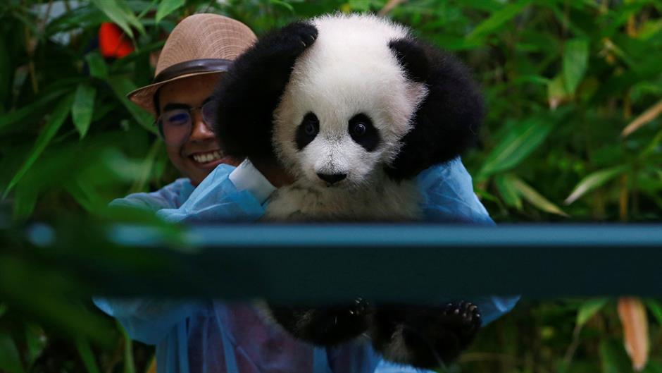Beba panda