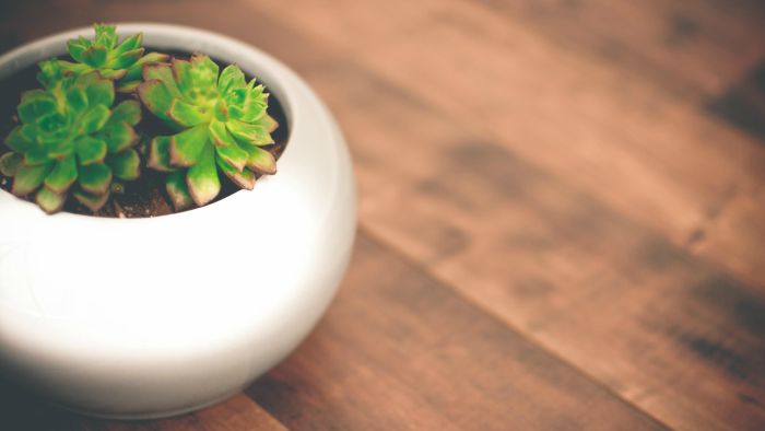 BeFunky_20150206-DSC_2834