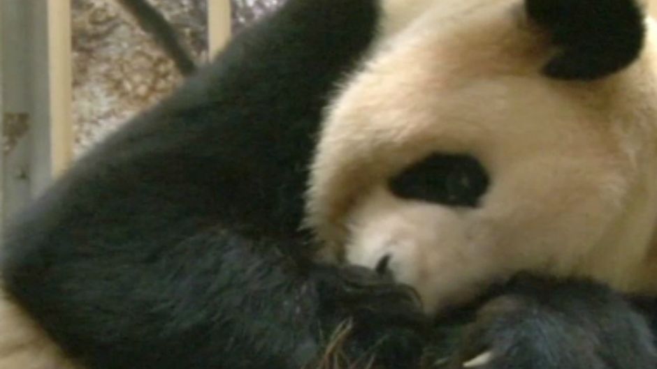 BeFunky_PANDA 2.jpg