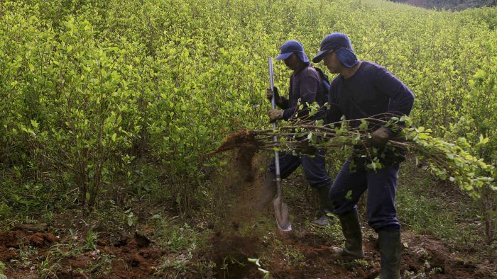 BeFunky_plantaže kokaina Kolumbija_reuters_Fredy Builes