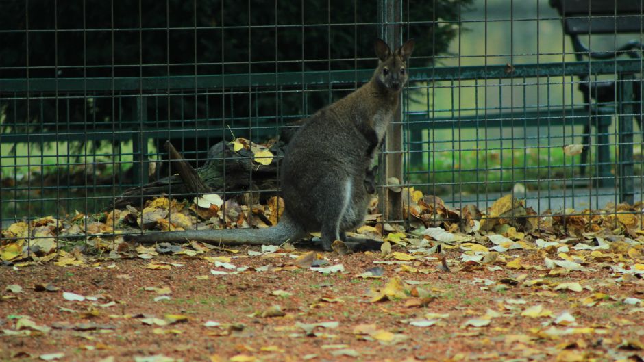 BeFunky_valabi_mama_i_beba_01