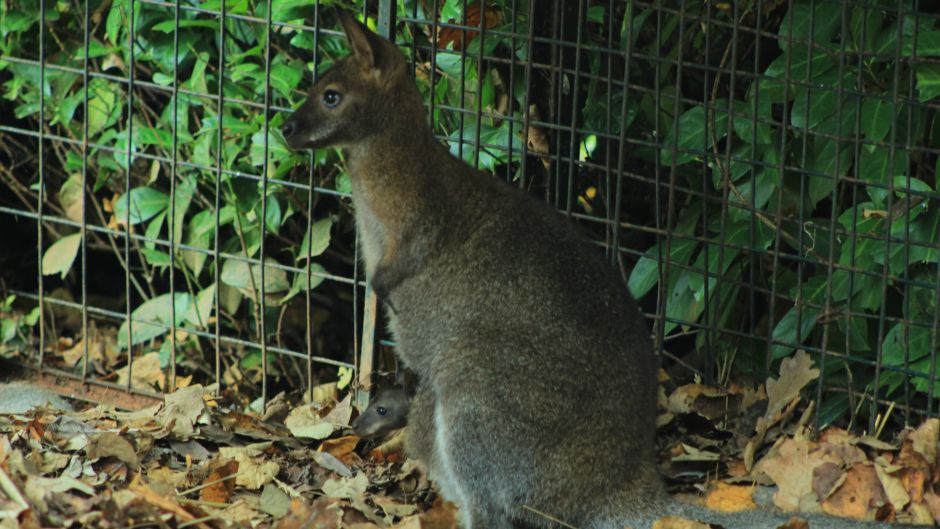 BeFunky_valabi_mama_i_beba_03