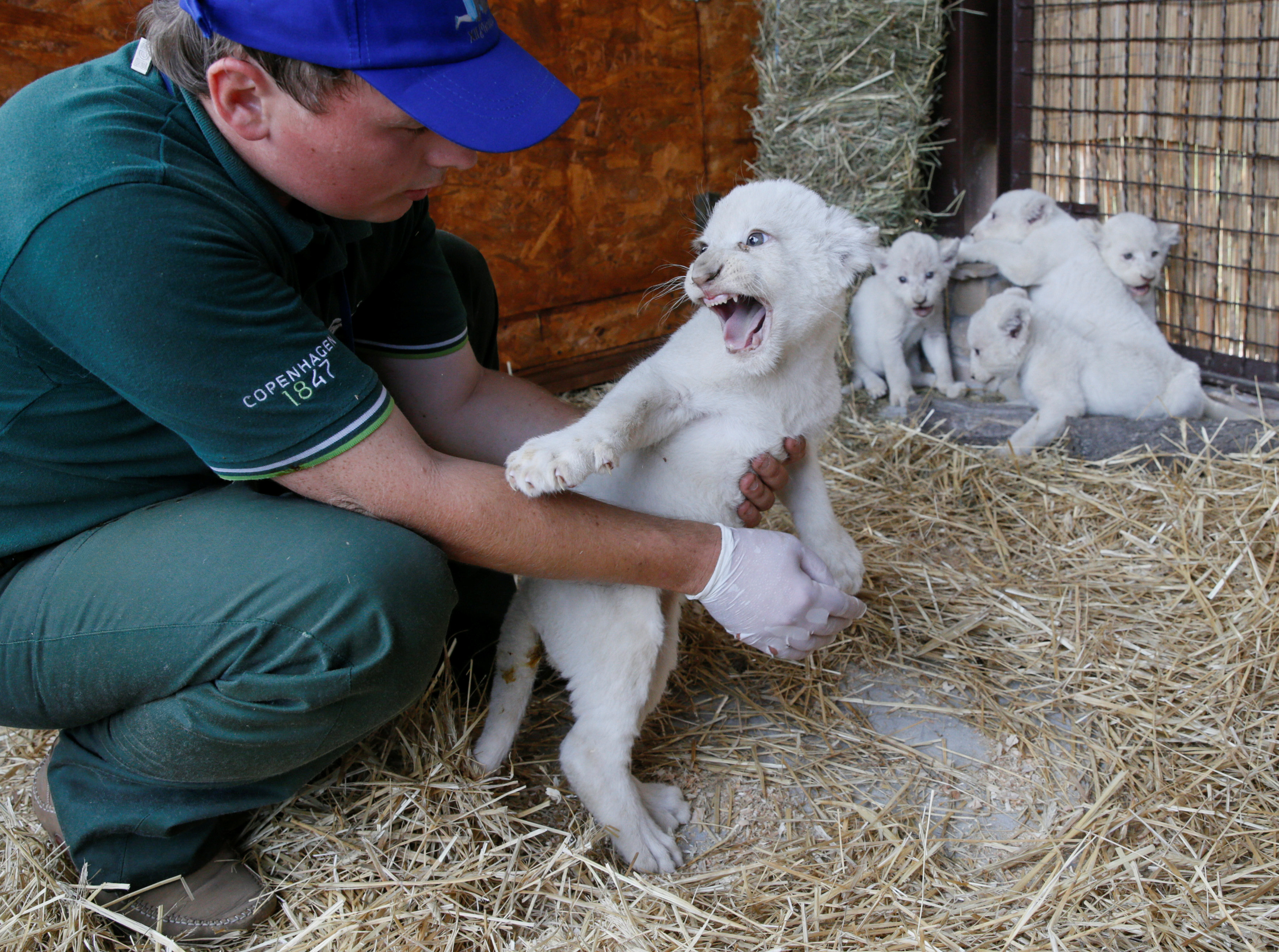 beli lav 1 Reuters Valentyn Ogirenko