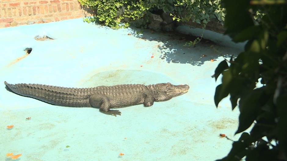 bg-aligator-120820-doj_315_0217FILE(20200812-113031353).MXF.2047_09.Still001