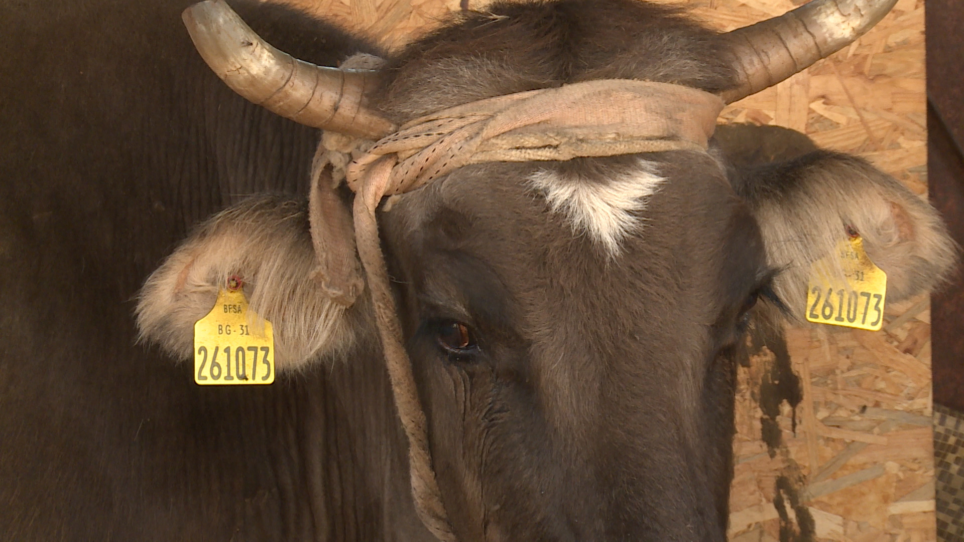 BG-NI-PKG BULGARIAN COW-GRB(20180611-162356026).mxf.Still005