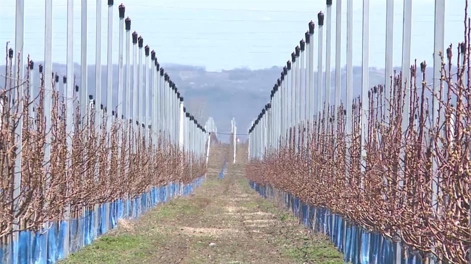 BG-VOCNJAK BOJNIK PKG-19-GRB-1(20170326-161815393).mxf.Still002