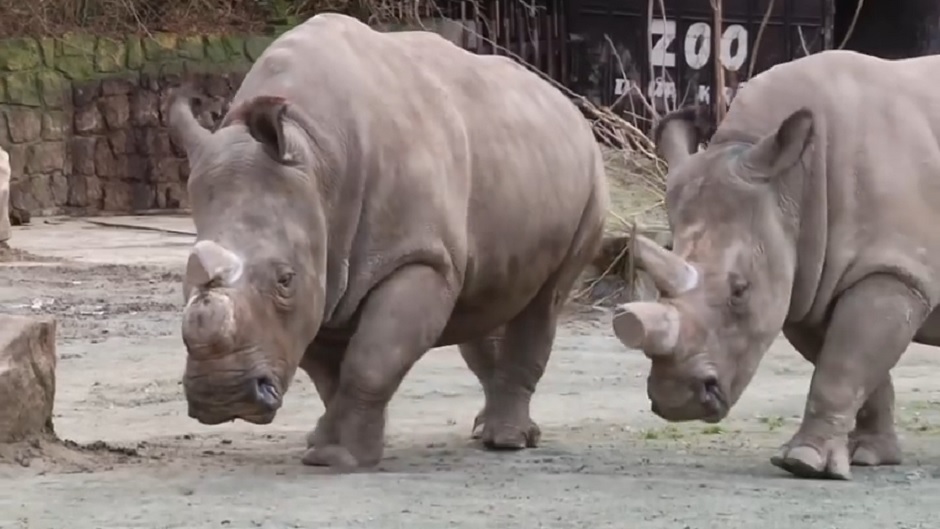 bijeli_nosorog_youtube