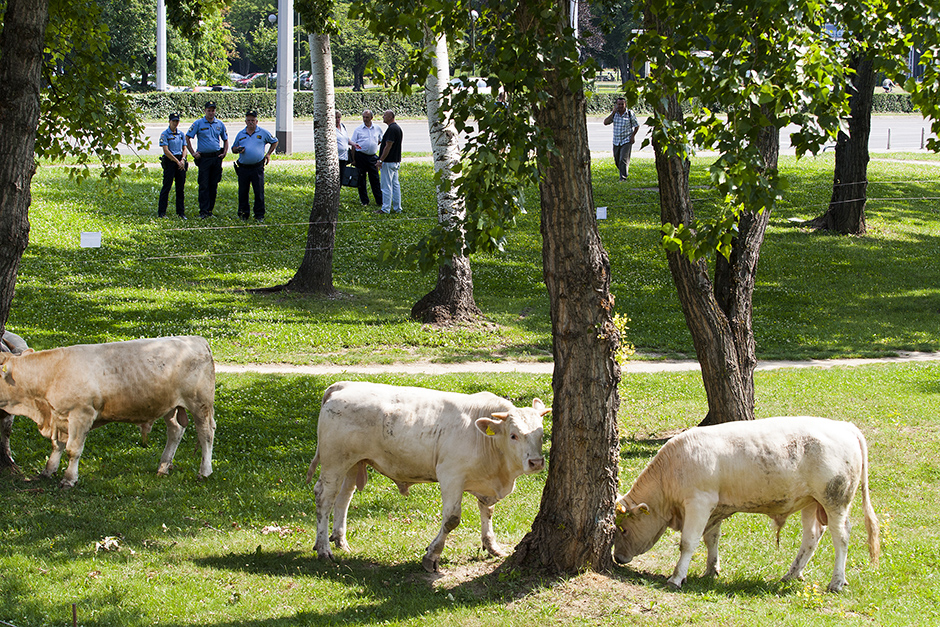 bikovi_ministarstvo15-02071