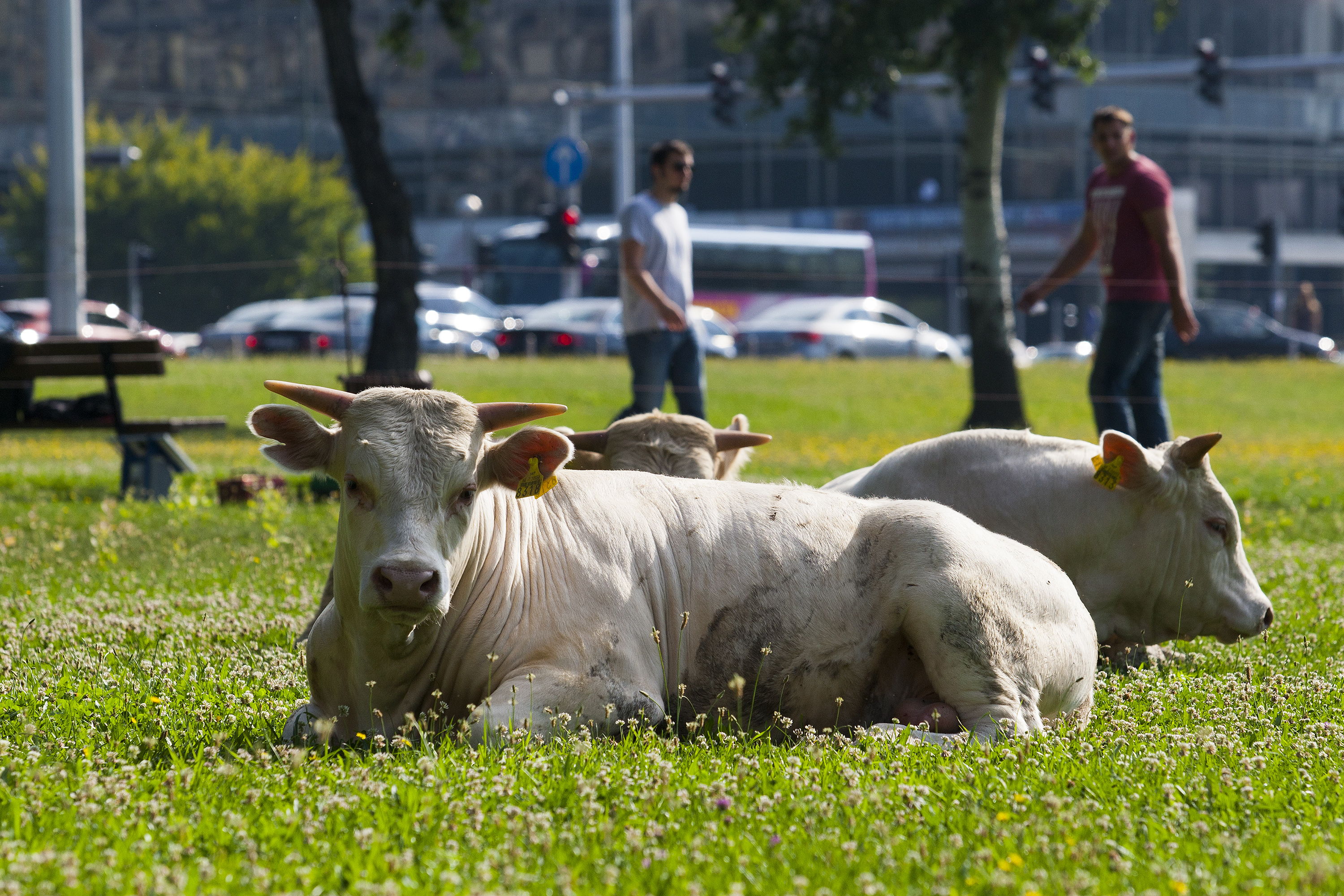 bikovi_ministarstvo9-020715