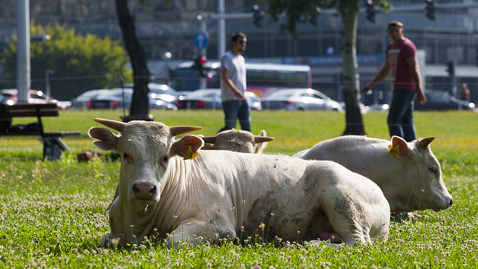 bikovi_ministarstvo9-020715