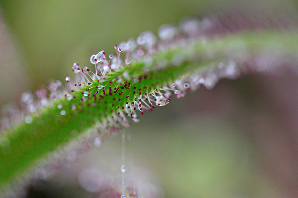 Biljka Mesozderka Foto Reuters Luisa Gonzalez (6)