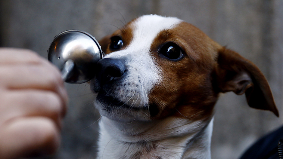 blagosiljanje zivotinja (6)