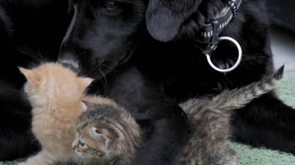 Bleki i mačići_1 (foto AVI studio)