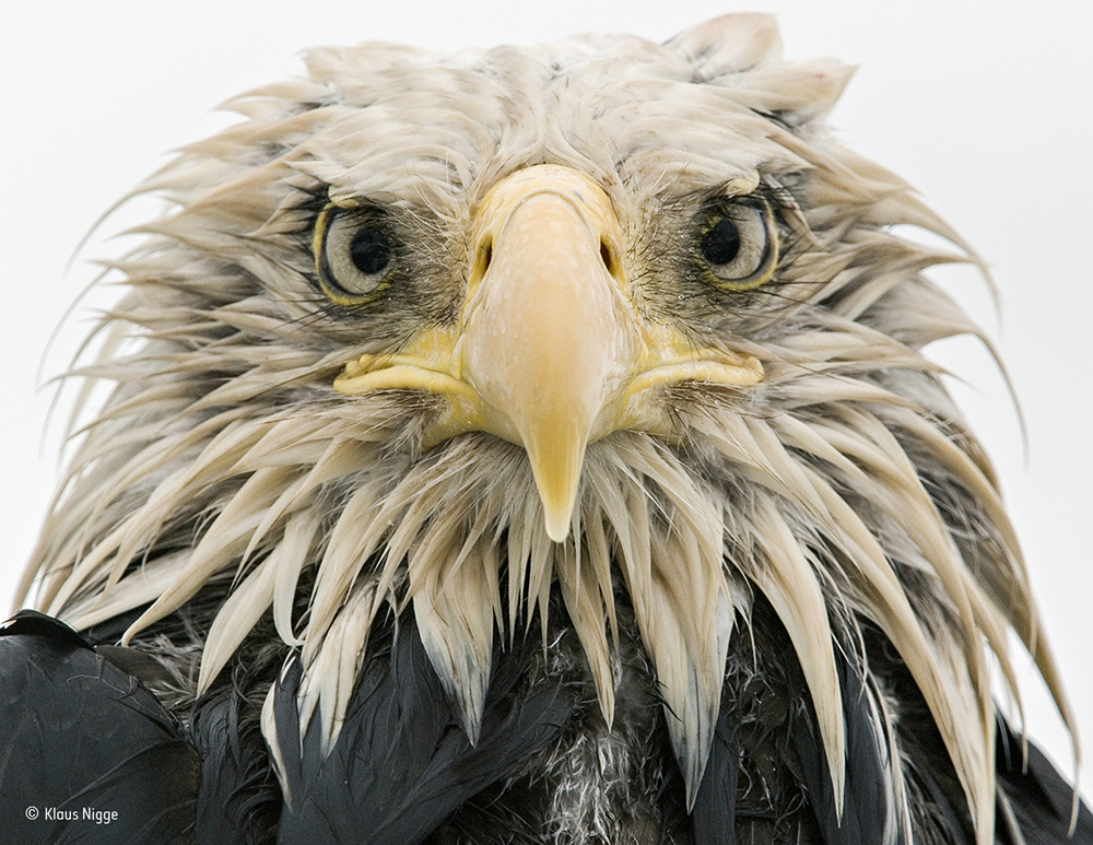 Bold eagle © Klaus Nigge - Wildlife Photographer of the Year