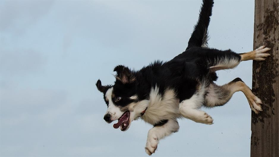 border-collie-662712_1280