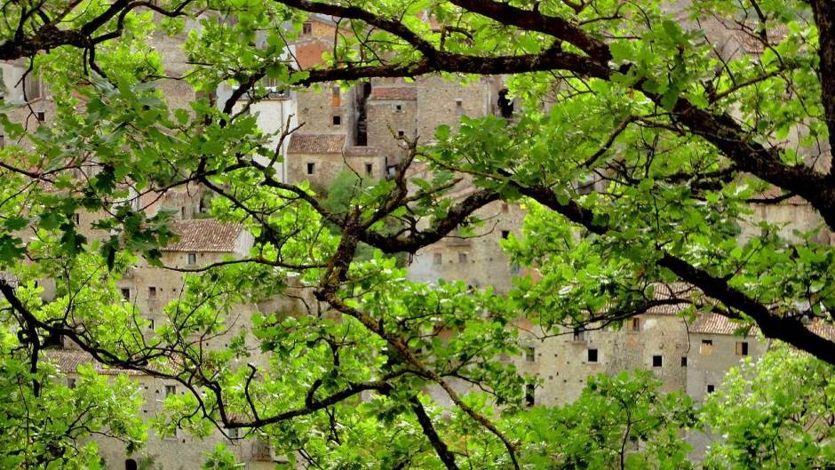 branches-838171_1280