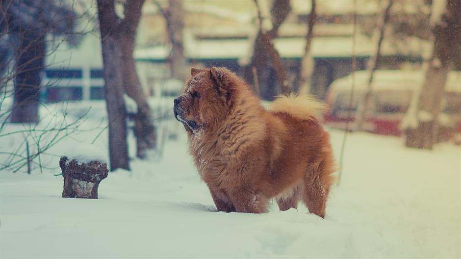 brown-2586374_960_720