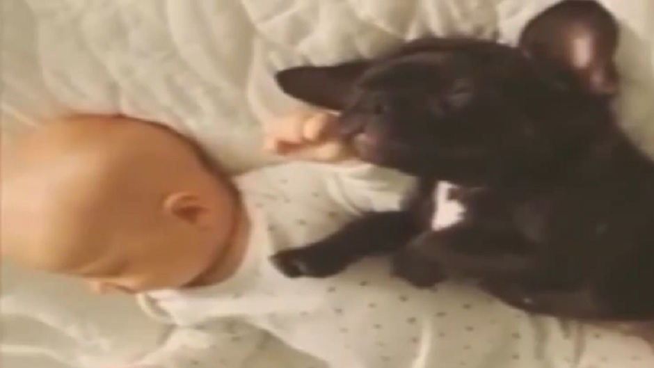 bulodg_beba_pas_youtube