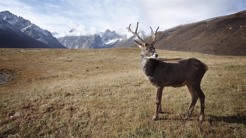 caribou-1030864_1280