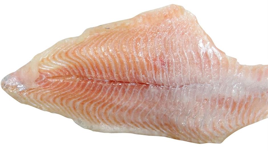 catfish-1798834_1280