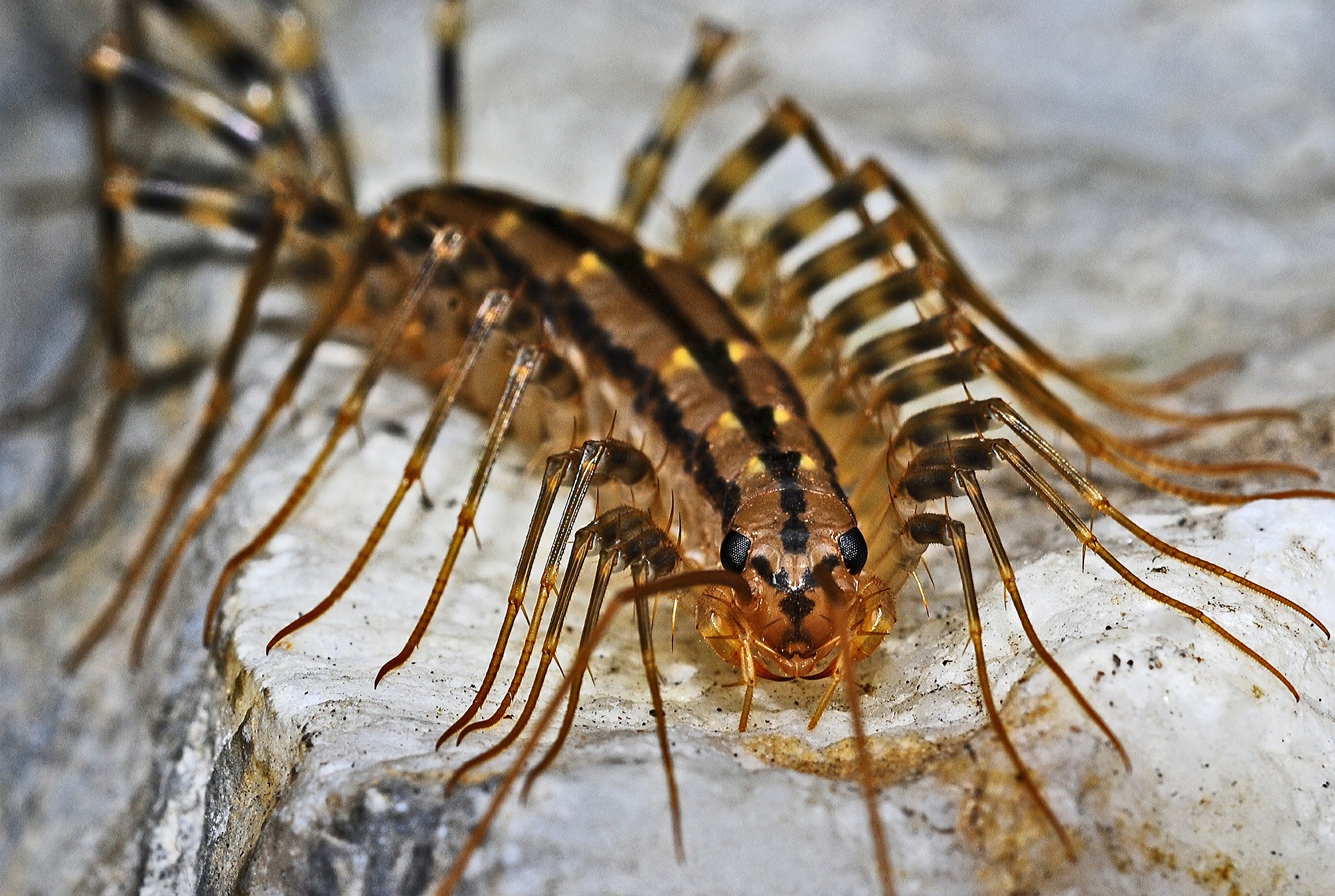centipede-562036_1920