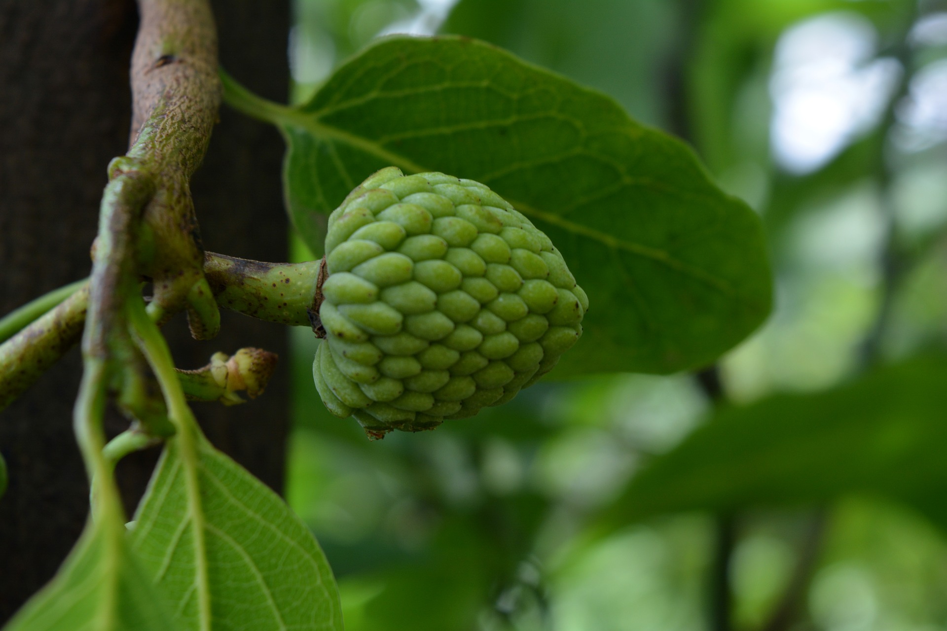cherimoya-fruit-2668293_1920
