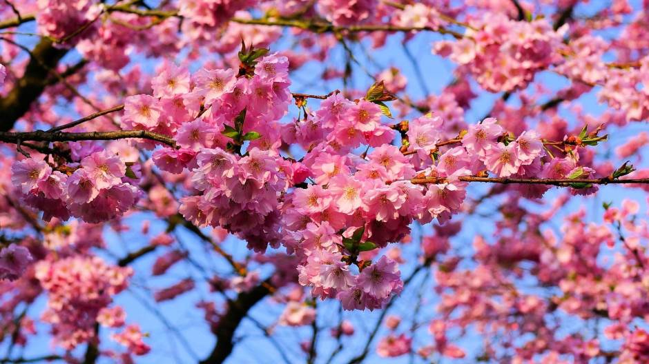 cherry-blossom-1318260_1920