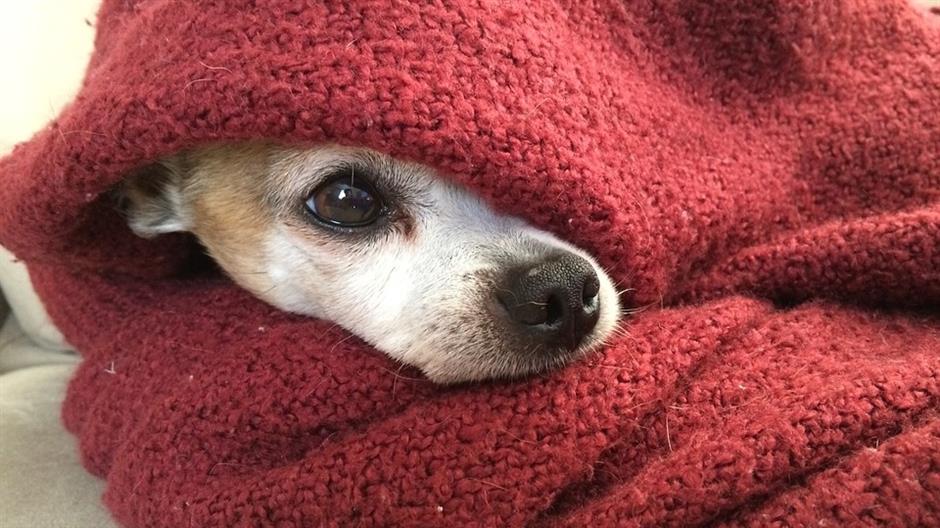 chihuahua-633962_960_720